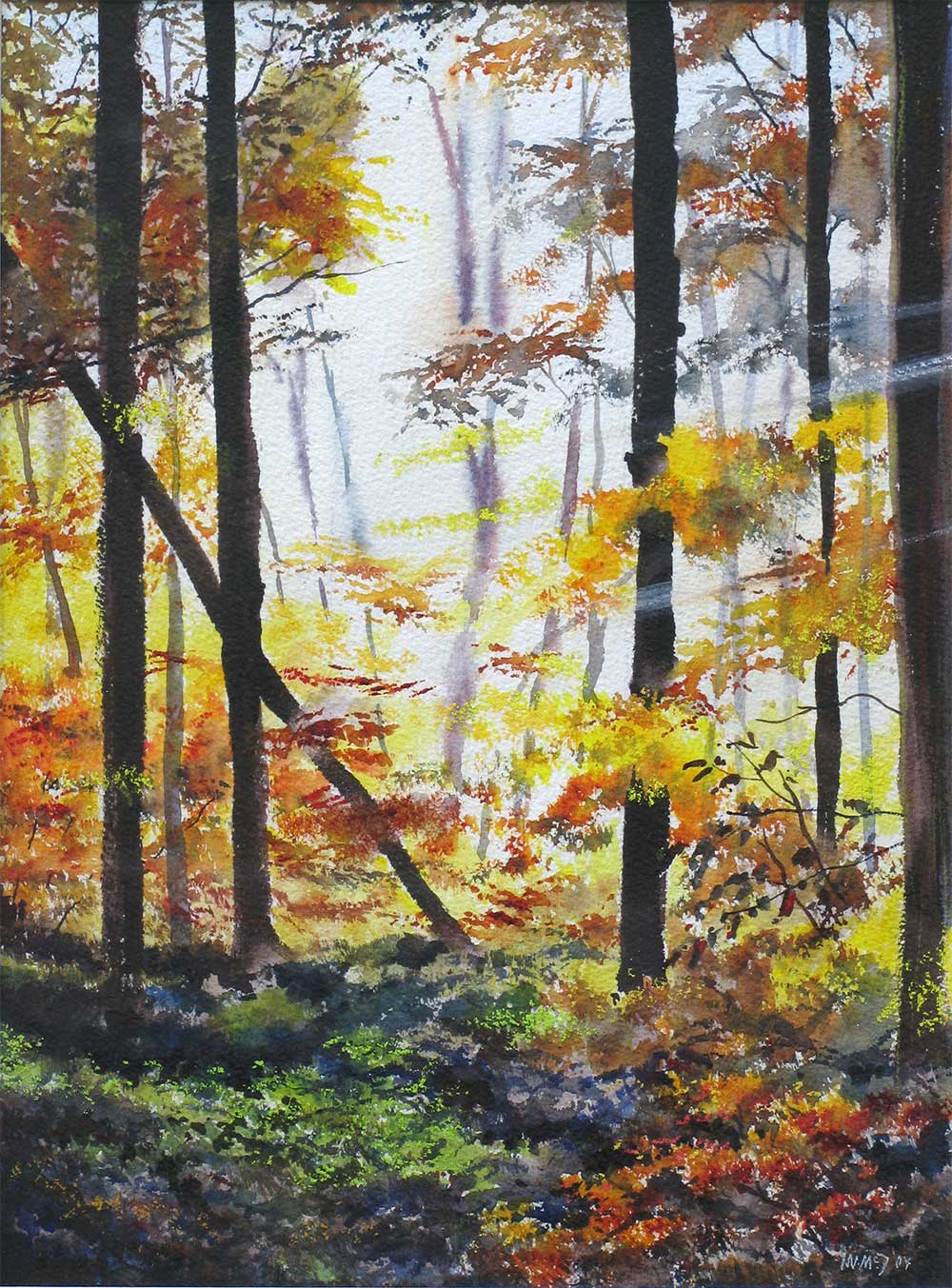 Autumn Light - Haldon Forest